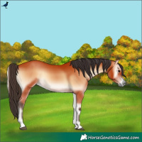 Horse Color:Bay Onyx