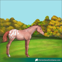 Horse Color:Sable Champagne Pearl Blanket