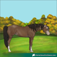 Horse Color:Gray Classic Champagne Sabino 