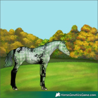 Horse Color:Void Watercolor Plaid Buckskin Pearl Tobiano Rabicano