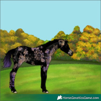 Horse Color:Void Watercolor Plaid  Buckskin Splash Tobiano Rabicano 