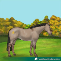 Horse Color:Liver Red Dun Rabicano 