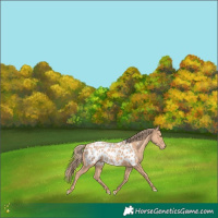 Horse Color:Gold Champagne Appaloosa 