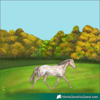 Horse Color:Gold Champagne Near Leopard 