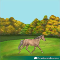 Horse Color:Gold Champagne 