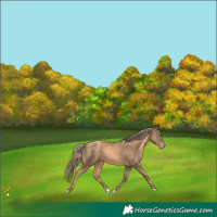 Horse Color:Gold Champagne 