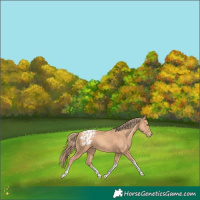 Horse Color:Gold Champagne Tobiano Appaloosa 