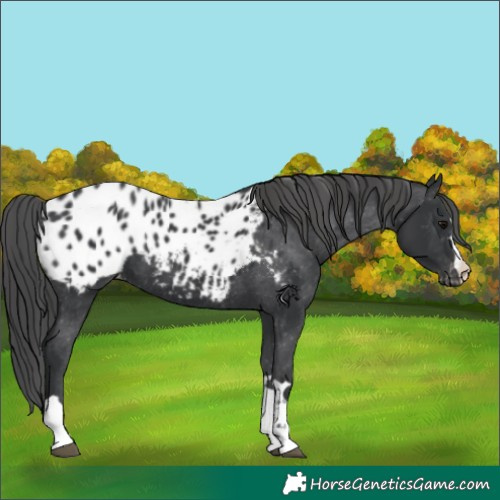 Horse Color:Black Appaloosa 