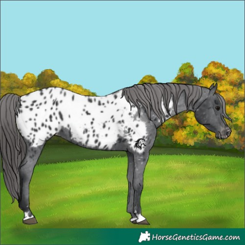 Horse Color:Black Appaloosa