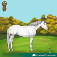 Horse Color:White Spotted Gold Cream Champagne Snowdrop Splash Frame Appaloosa Rabicano