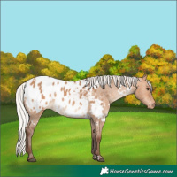 Horse Color:White Spotted Silver Bay Dun Appaloosa 
