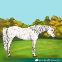 Horse Color:Silver Bay Dun Appaloosa Rabicano 