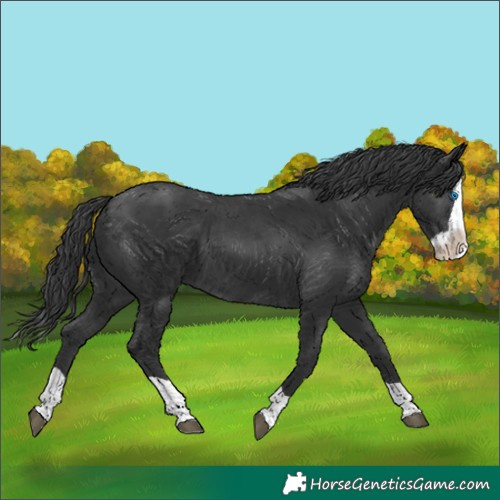 Horse Color:Black Splash 