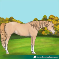 Horse Color:Gold Champagne Splash 