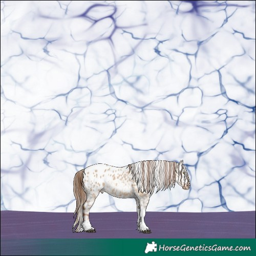 Horse Color:Red Dun Tobiano Blanket 