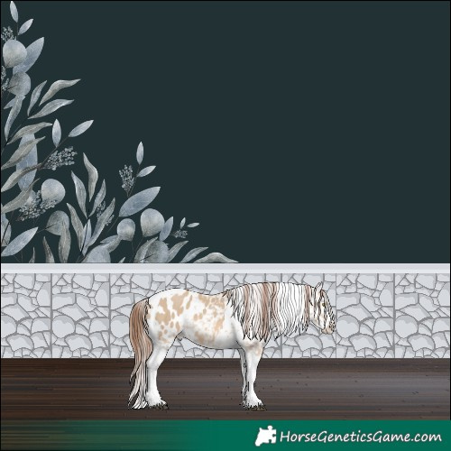 Horse Color:Red Dun Splash Tobiano Appaloosa 
