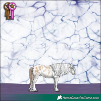 Horse Color:Red Dun Splash Tobiano Appaloosa