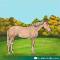 Horse Color:Gold Champagne 