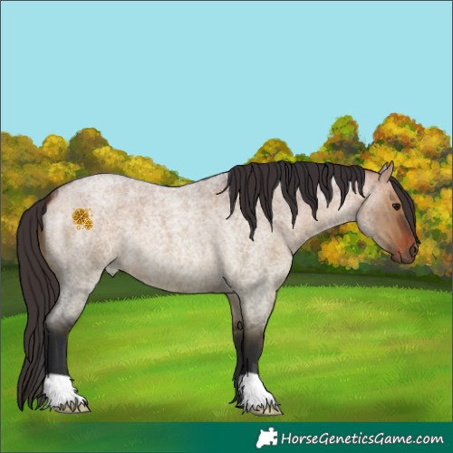 Horse Color:Bay Roan Dun 
