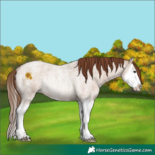 Horse Color:Red Dun Roan Splash Rabicano 