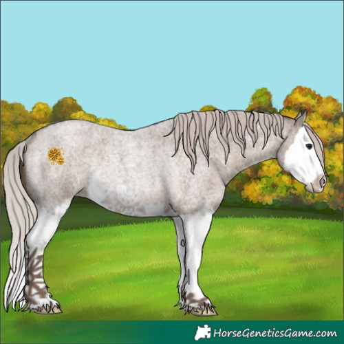 Horse Color:Silver Grullo Roan Splash Rabicano 