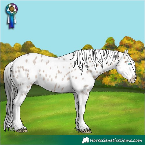 Horse Color:Liver Red Dun Roan Splash Appaloosa 