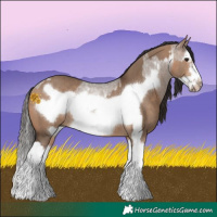Horse Color:Bay Roan Dun Splash Frame Rabicano and Bay Dun Splash Frame Rabicano