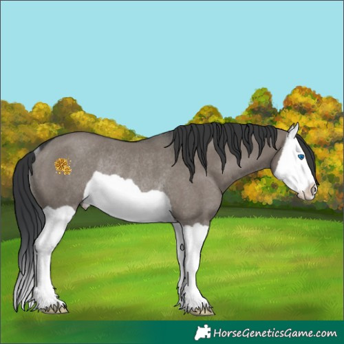 Horse Color:Grullo Splash Rabicano 