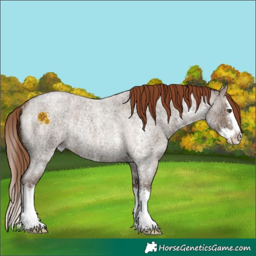 Horse Color:Red Dun Ice Roan Sabino Splash Rabicano 