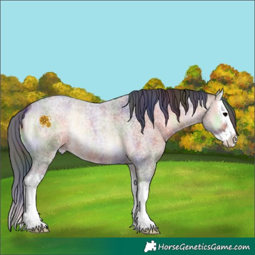 Horse Color:Nacre Bay Roan Onyx Splash 
