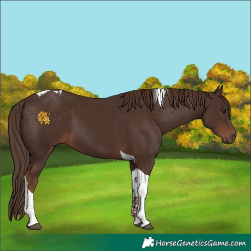 Horse Color:Liver Chestnut Tobiano 