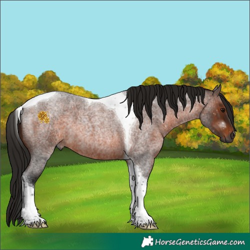 Horse Color:Gray Bay Roan Tobiano 