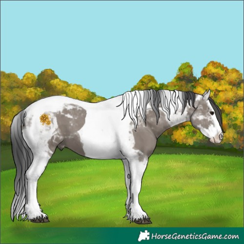 Horse Color:Grullo Splash Tobiano 