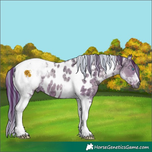 Horse Color:Gray Painted Buckskin Ice Pearl Tobiano Appaloosa 