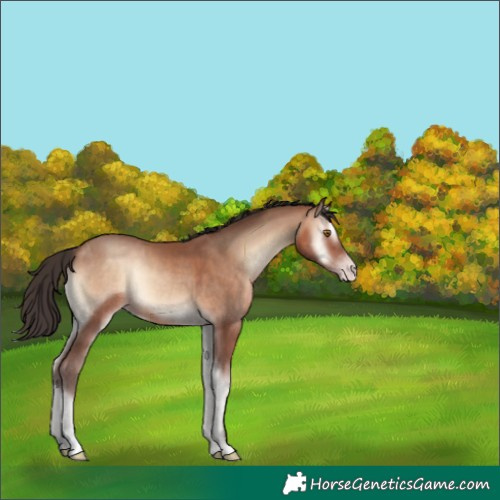 Horse Color:Sable Champagne Onyx 