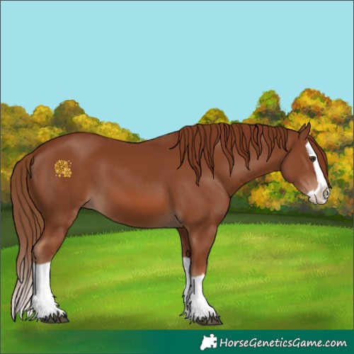 Horse Color:Chestnut Splash 