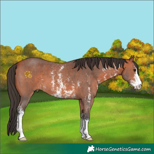 Horse Color:Bay Sabino 