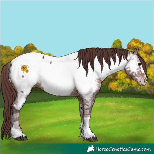 Horse Color:Chocolate Brown Ice Appaloosa Rabicano 