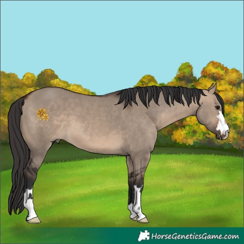 Horse Color:Brown Dun 