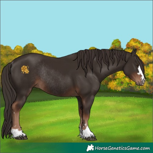 Horse Color:Liver Chestnut Rabicano 