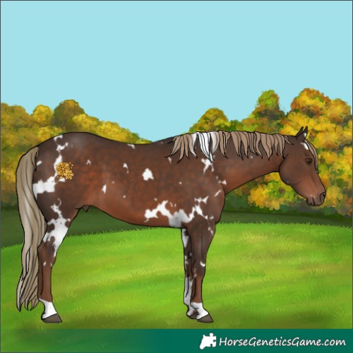 Horse Color:White Spotted Liver Chestnut 