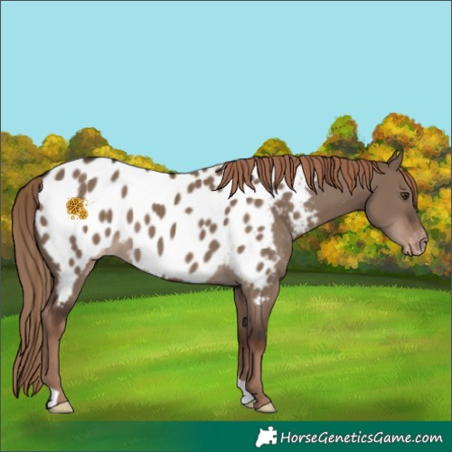 Horse Color:Liver Red Dun Appaloosa 
