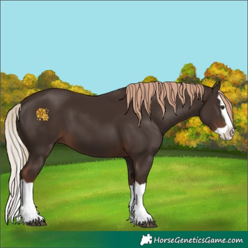 Horse Color:Liver Chestnut Splash 
