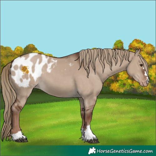 Horse Color:Liver Red Dun Appaloosa 