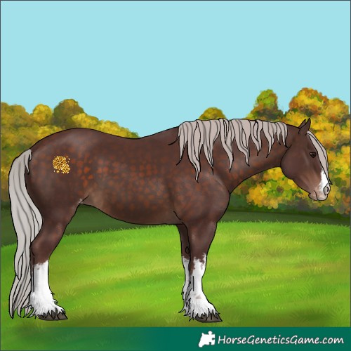 Horse Color:White Spotted Chocolate Silver Brown Appaloosa 