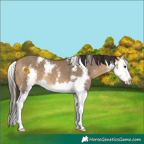 Horse Color:Buckskin Dun Sabino Splash 