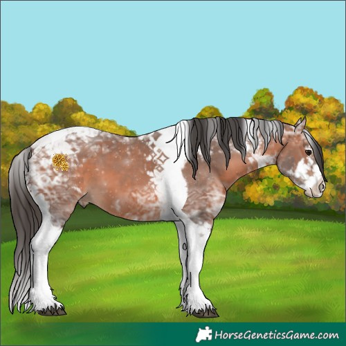 Horse Color:Bay Ice Splash Tobiano 