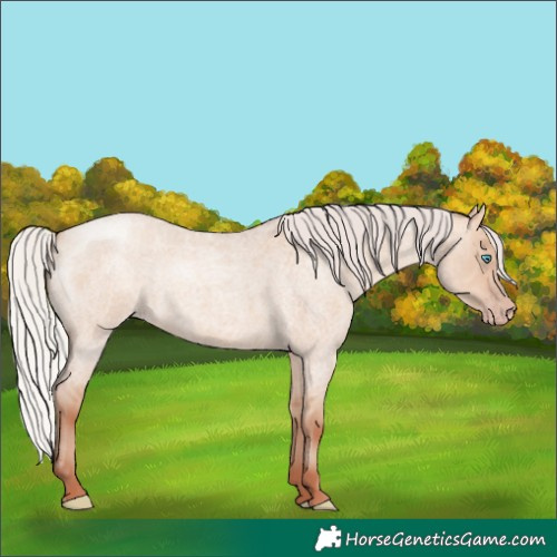 Horse Color:Silver Amber Champagne Roan Dun Rabicano 