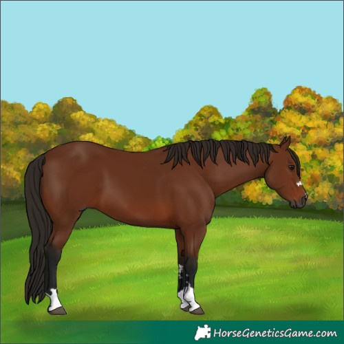 Horse Color:Gray Bay 