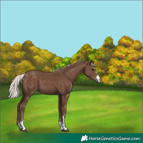 Horse Color:Silver Black 